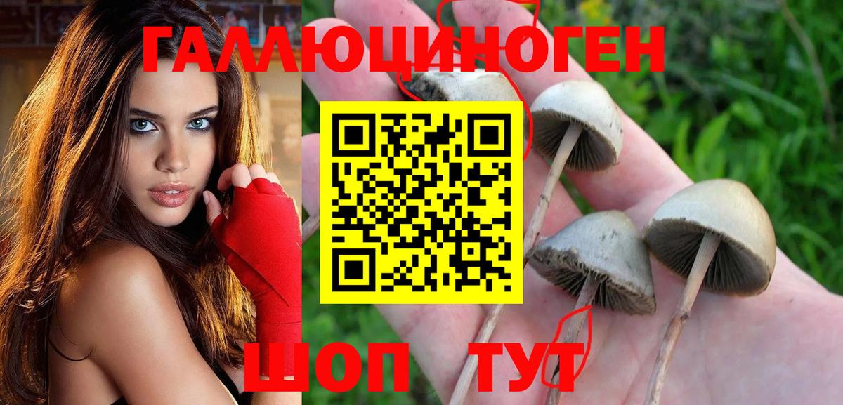 Псилоцибиновые грибы Psilocybine cubensis Северобайкальск